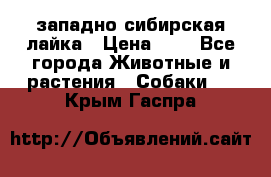 западно сибирская лайка › Цена ­ 0 - Все города Животные и растения » Собаки   . Крым,Гаспра